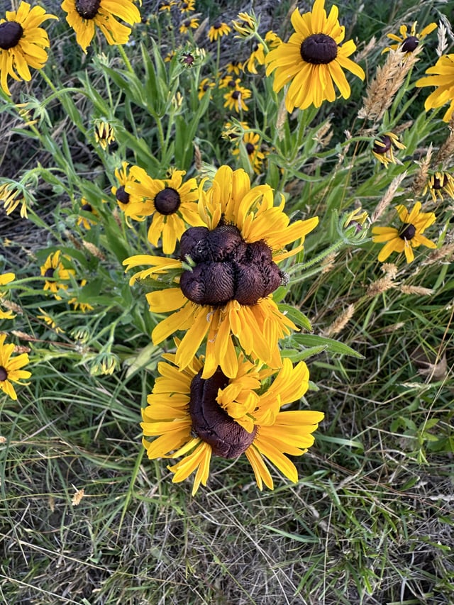 I seen this over the summer – Reddit Post