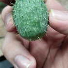 What was growing in my garden? – Reddit Post