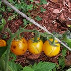 What can I do to prevent this next year? – Reddit Post