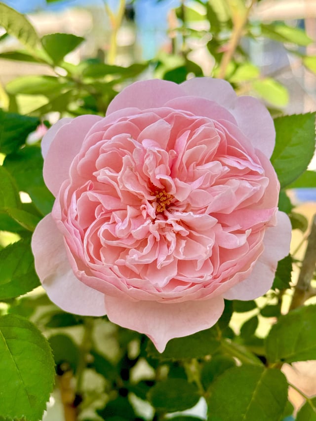 The Alnwick, David Austin – Reddit Post