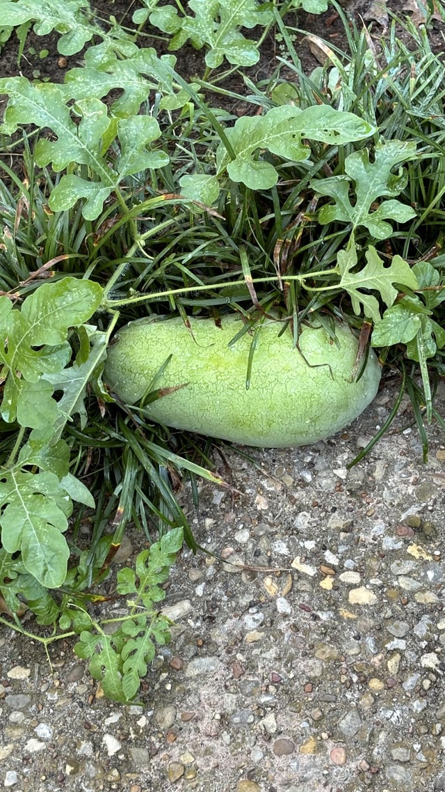 My Watermelon is almost mature – Reddit Post