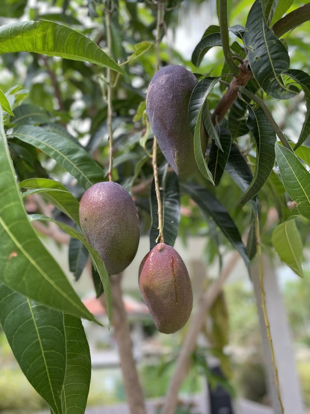 Mangos from my garden – Reddit Post