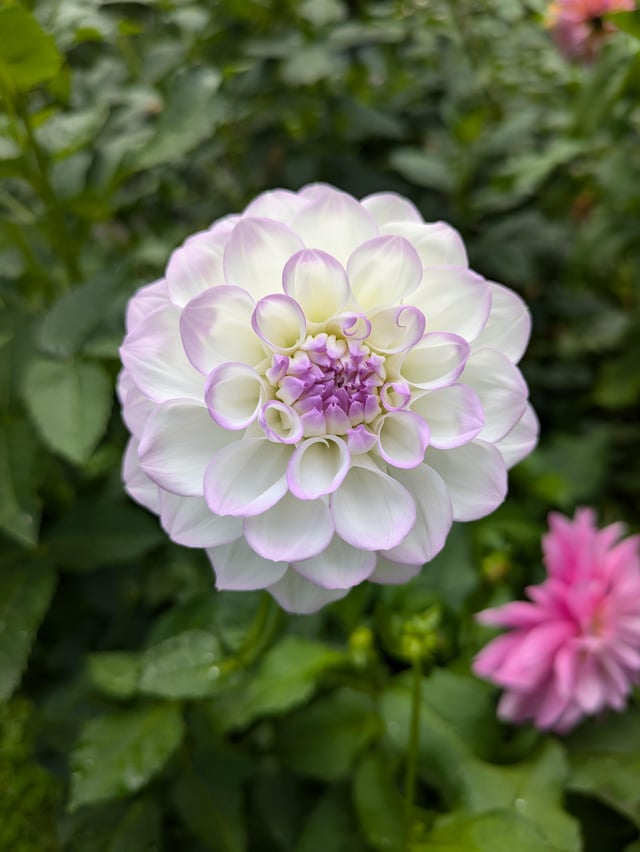 Always amazed at the beauty of these! – Reddit Post