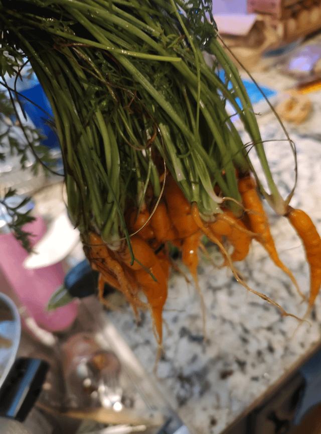 Behold… The carrot!!! Seriously, what do y’all do with the greens? – Reddit Post