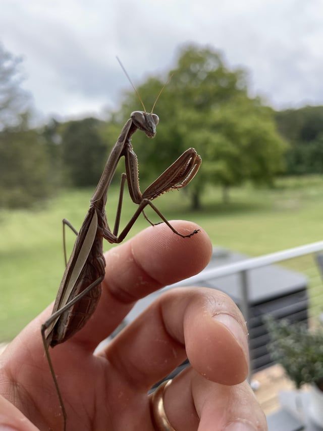 Mantis – Reddit Post