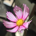 Cosmos I Grew – Reddit Post
