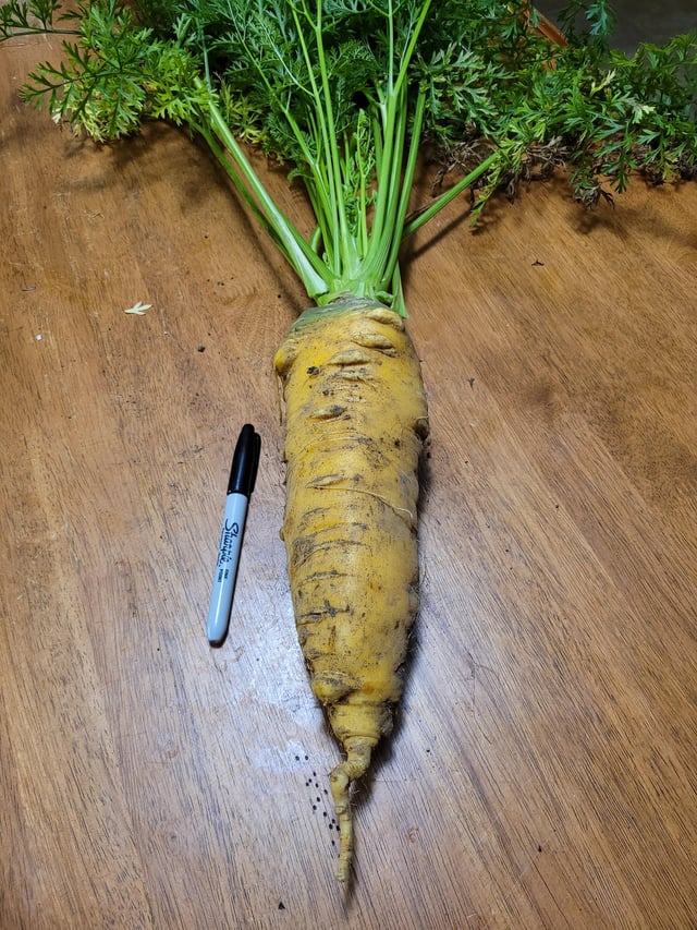 I grew a 2lb carrot – Reddit Post