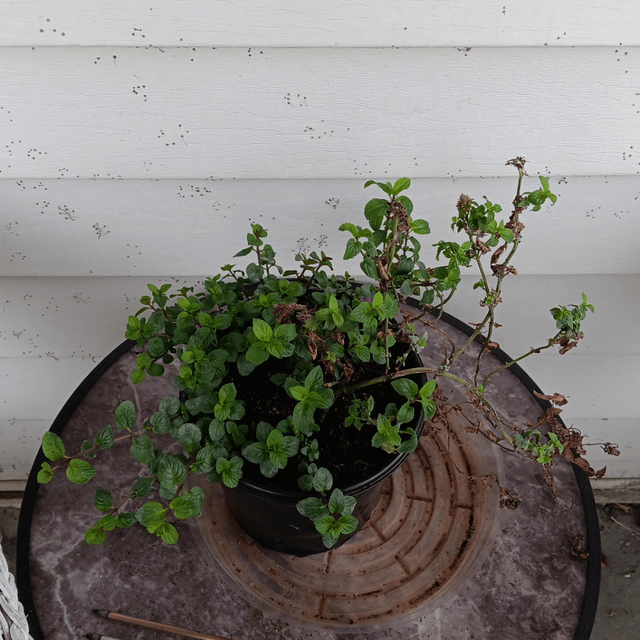 How my chocolate mint is looking – Reddit Post