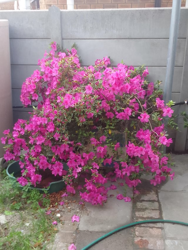 My parents 38 year old azalea – Reddit Post