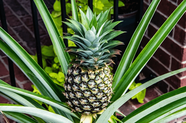After 2.5 years, we finally have a baby pineapple! – Reddit Post