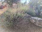 Formerly thriving Lavender has two big branches/parts that died. normal? ways to prevent it? – Reddit Post