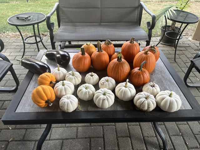 My Pumpkins, Acorn Squash, and a couple of Eggplants for good measure. – Reddit Post