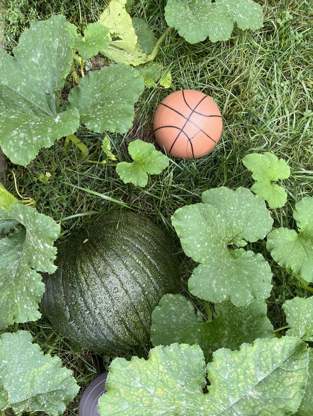 Random pumpkin started growing in my lawn and is producing a monster. – Reddit Post