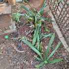 Please help me with these plants – Reddit Post