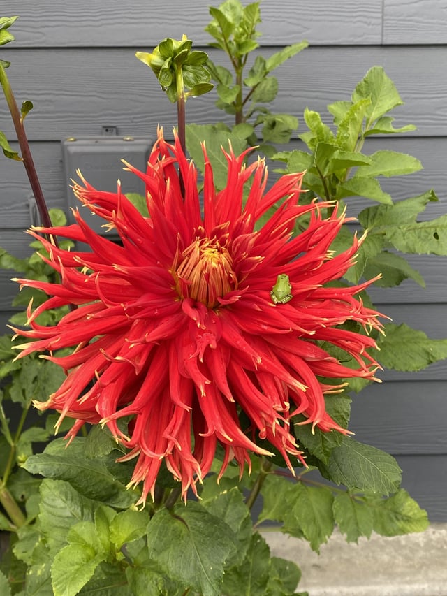 Dahlia and frog