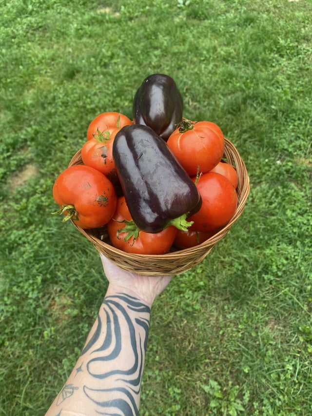 tomatoes and peppers i picked today – Reddit Post