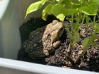 Squatter in the Basil – Reddit Post