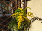 Your weed, my plant – Reddit Post