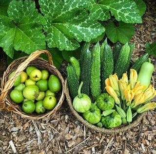 Just picked up a bunch of fresh vegetables. – Reddit Post