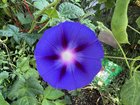 Sweet Potato Flowers – Reddit Post