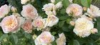 David Austin bare root roses 1 year update – Reddit Post
