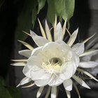 Our Dama de Noche is on a show tonight. – Reddit Post