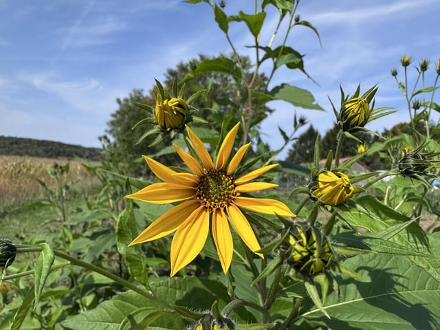Sunchokes are flowering – Reddit Post