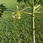 Is this a male or female papaya tree? – Reddit Post