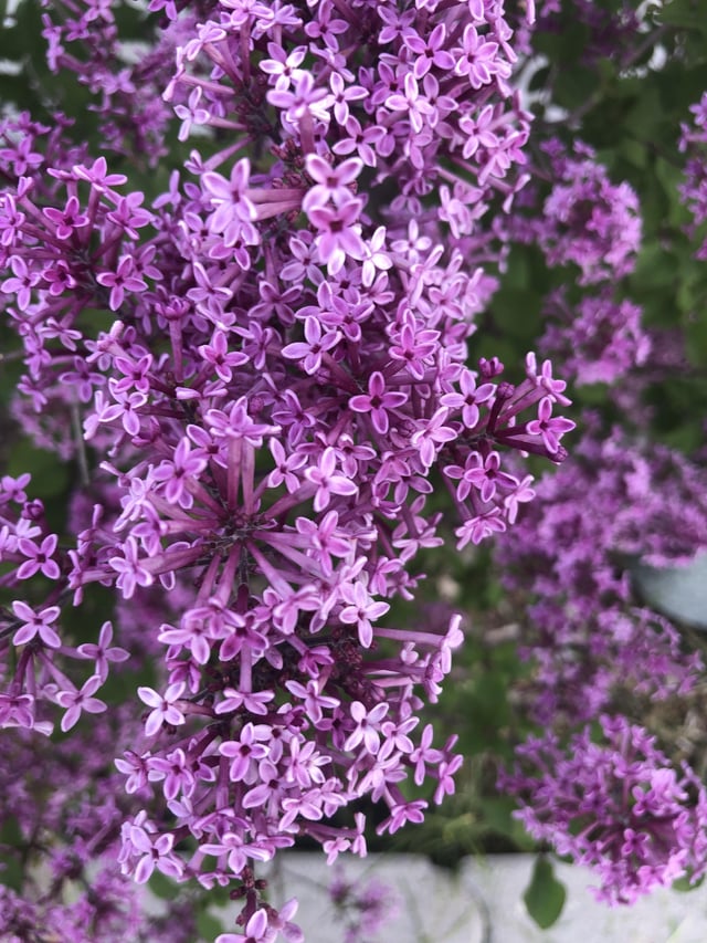 Simply so lovely!! [oc] – Reddit Post