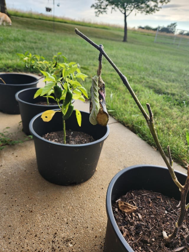 I didn’t realize they also like eggplant. – Reddit Post