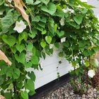 Moon flower day bloom – Reddit Post