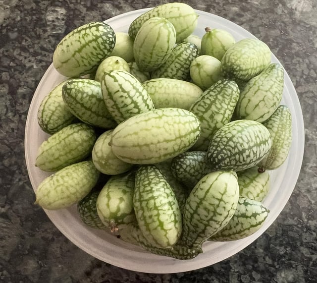 Sour Gherkins finally! – Reddit Post