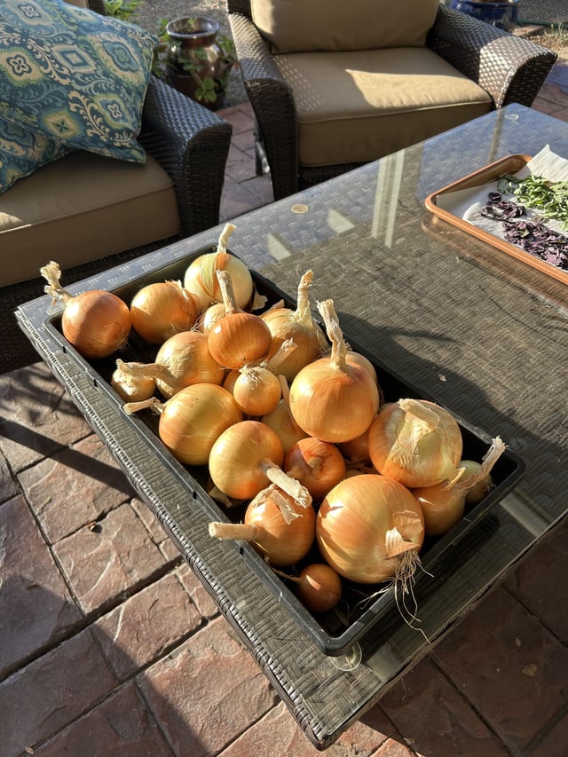 This year’s onions… – Reddit Post
