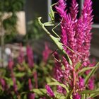 Little hunter in the garden – Reddit Post