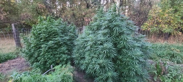 Hoping the frost stays away for two more weeks, these are actively adding mass right now. – Reddit Post