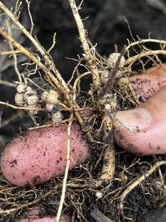 Large clusters of nitrogen fixing bacteria on my cow pea cover crop – Reddit Post