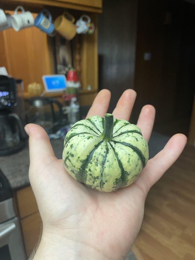 My first ever home grown pumpkin!! – Reddit Post