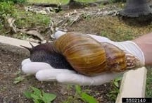 What would you do if this showed up in your garden? – Reddit Post