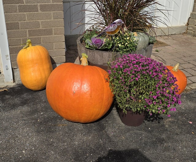 Big pumpkin I grew – Reddit Post