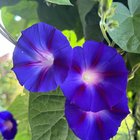 My morning glory is still blooming 💜 – Reddit Post