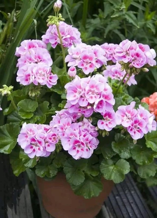 Vibrant Geraniums in Bloom – Reddit Post
