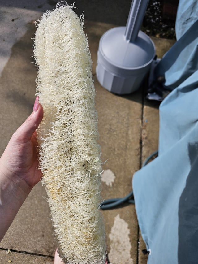 Just harvested my first loofah – Reddit Post
