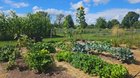 First year of gardening has been a wonderful experience – Reddit Post