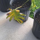 Mini monstera I nursed back from the brink! – Reddit Post