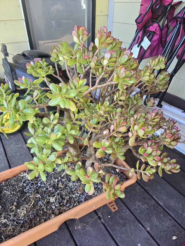 Inheretited a 50+ year old Jade from my Uncle. About to transplant her, any advice for a first-time Jade owner? – Reddit Post