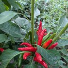 I crossed some Thai chilis and jalapeno peppers! – Reddit Post