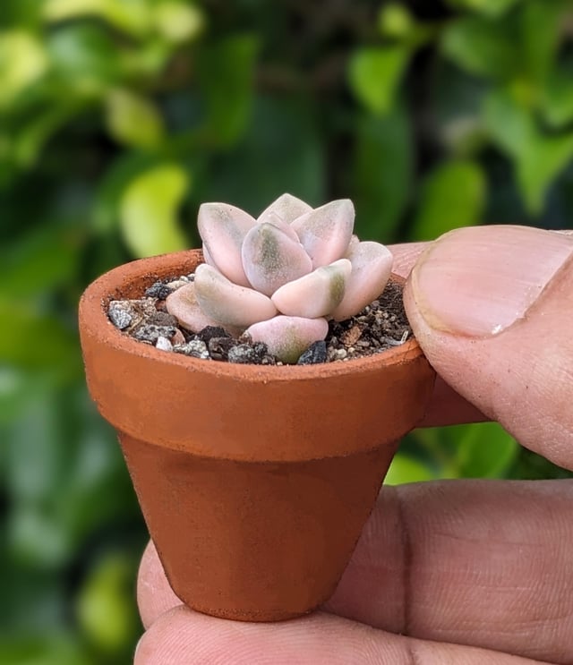 My little pot and a succulent – Reddit Post
