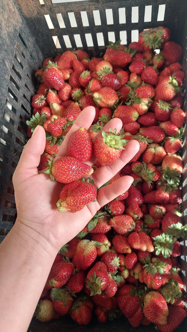 Hello, nice sunrise. My first harvest of strawberries, do you like them? – Reddit Post