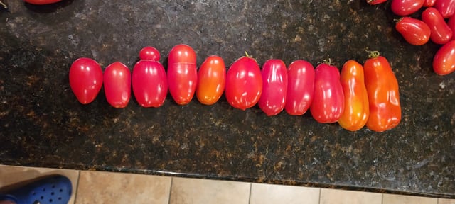 The different shapes of the San marzanos tomato – Reddit Post