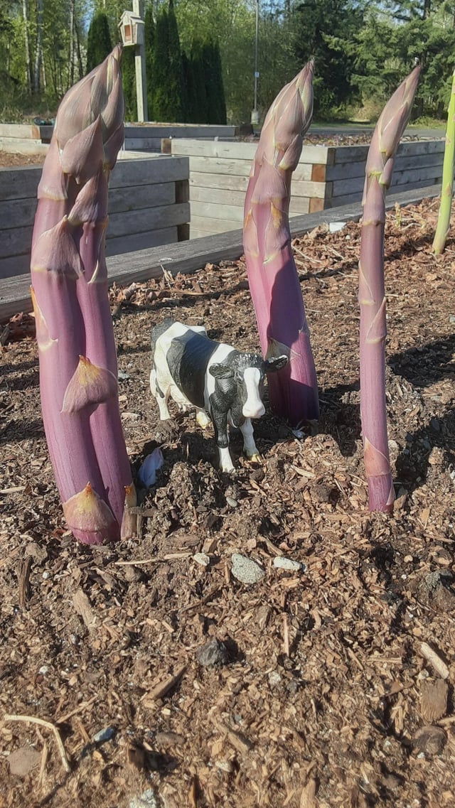 Our monster asparagus have returned. Cow for scale. – Reddit Post